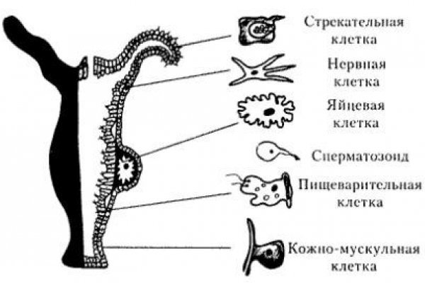 Кракен ссылка gigageek ru